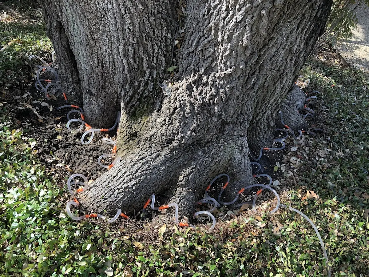 Detailed Tree Cabling and Bracing job site in Hawkeye