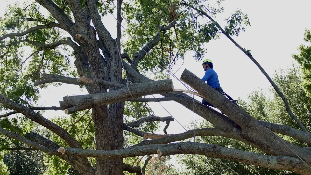 Professional Hazardous Tree Removal performed by certified arborists in Hawkeye
