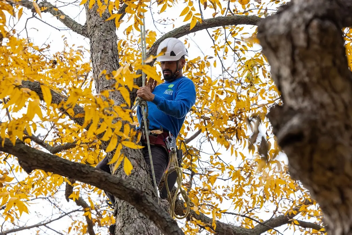 Skilled Tree Pruning crew working in Hawkeye